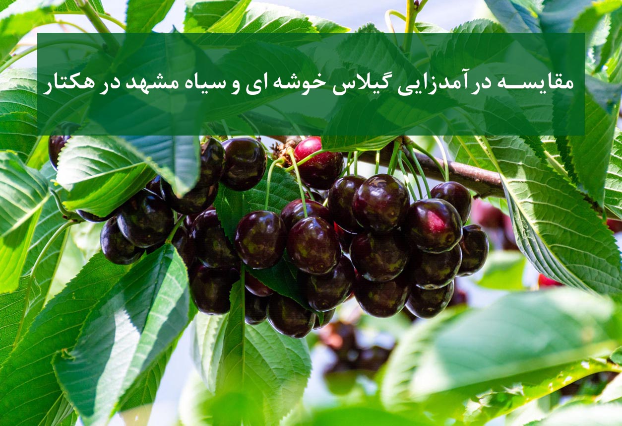 مقایسه ۹ نهال گیلاس برتر از نظر سودآوری