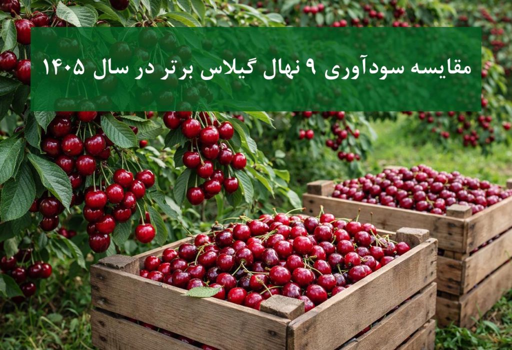 مقایسه ۹ نهال گیلاس برتر از نظر سودآوری