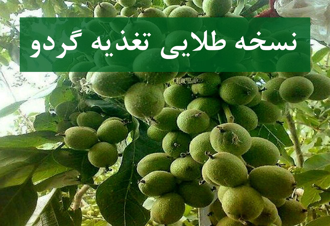 نسخه طلایی تغذیه گردو از سال اول تا باردهی