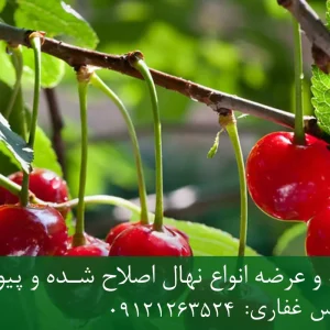 نهال آلبالو تلخ پایه رویشی + نهال اصلاح‌شده و شناسنامه‌دار