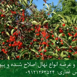 نهال آلبالو تلخ پایه ماکسیما + ریشه قوی، رشد یکنواخت و باردهی بالا