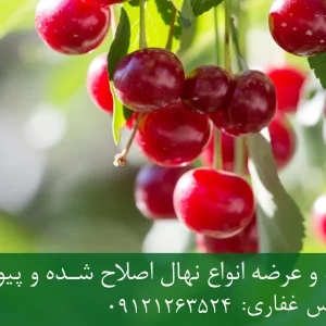 نهال آلبالو تلخ پایه گزیلا 5 + نهال اصلاح شده و شناسنامه‌دار