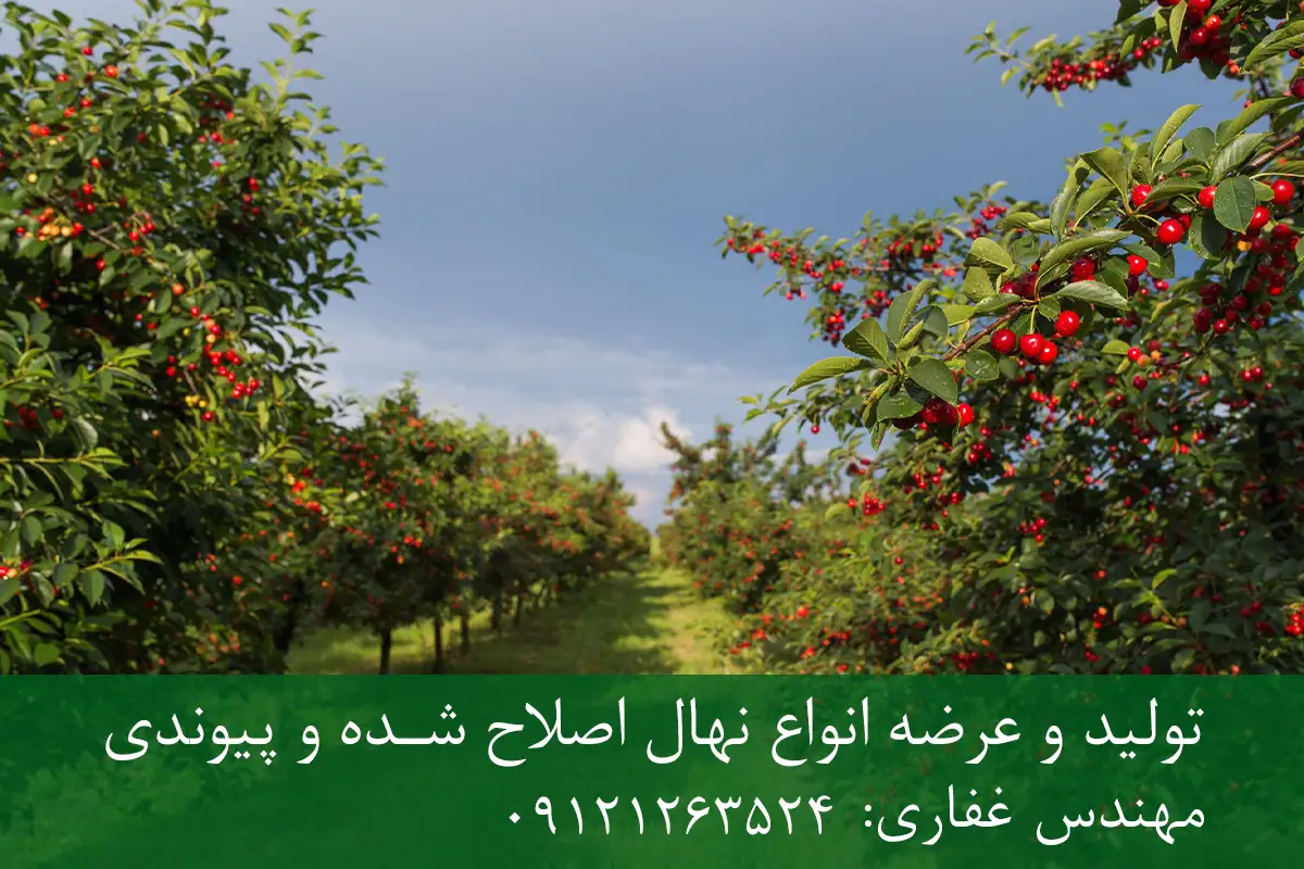 نهال آلبالو تکدانه پایه ماکسیما + ریشه قوی، رشد یکنواخت و باردهی بالا نهال آلبالو تکدانه پایه ماکسیما + ریشه قوی، رشد یکنواخت و باردهی بالا