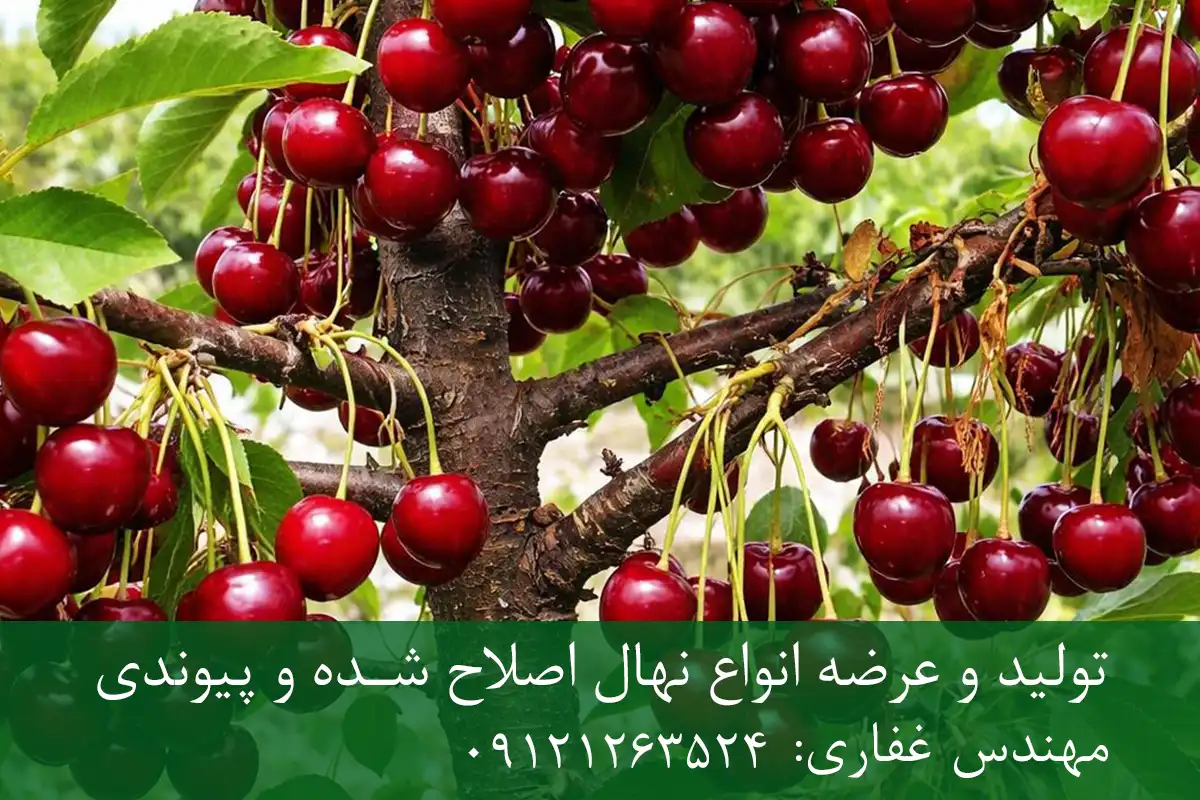 نهال آلبالو تکدانه پایه گزیلا 6 + مناسب احداث باغ تجاری نهال آلبالو تکدانه پایه گزیلا 6 + مناسب احداث باغ تجاری