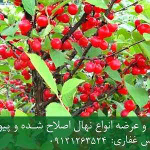 نهال آلبالو خوشه ای پایه رویشی + نهال اصلاح‌شده و شناسنامه‌دار