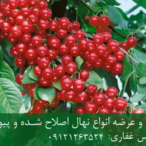 نهال آلبالو خوشه ای پایه ماکسیما + ریشه قوی، رشد یکنواخت و باردهی بالا