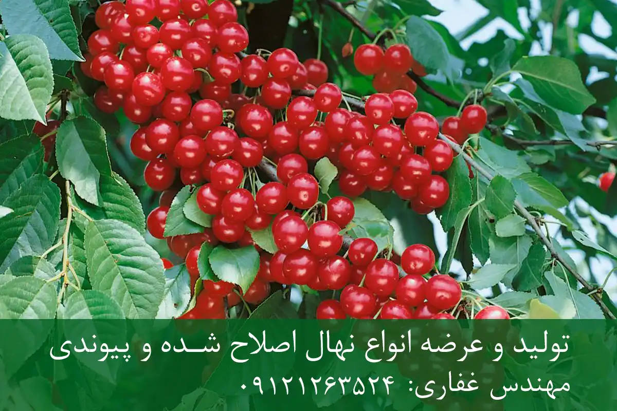 نهال آلبالو خوشه ای پایه ماکسیما + ریشه قوی، رشد یکنواخت و باردهی بالا نهال آلبالو خوشه ای پایه ماکسیما + ریشه قوی، رشد یکنواخت و باردهی بالا