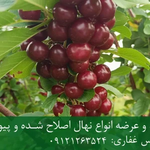 نهال آلبالو خوشه ای پایه گزیلا 5 + نهال اصلاح شده و شناسنامه‌دار