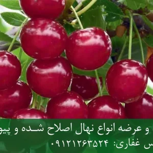نهال آلبالو خوشه ای پایه گزیلا 6 + مناسب احداث باغ تجاری