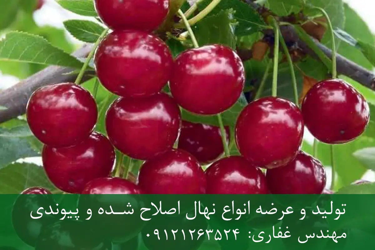 نهال آلبالو خوشه ای پایه گزیلا 6 + مناسب احداث باغ تجاری نهال آلبالو خوشه ای پایه گزیلا 6 + مناسب احداث باغ تجاری