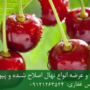 نهال آلبالو رسمی پایه رویشی + نهال اصلاح‌شده و شناسنامه‌دار
