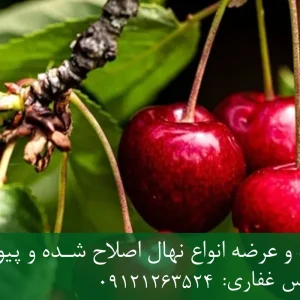 نهال آلبالو رسمی پایه ماکسیما | قیمت روز و فروش مستقیم