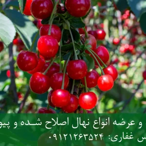 نهال آلبالو رسمی پایه گزیلا 5 + ریشه قوی، رشد کنترل‌شده و باردهی بالا