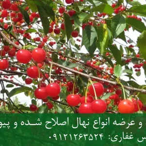 نهال آلبالو رسمی پایه گزیلا 6 + نهال اصلاح شده و شناسنامه‌دار