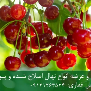 نهال آلبالو سیگانی پایه رویشی + نهال اصلاح‌شده و شناسنامه‌دار