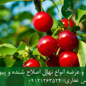 نهال آلبالو سیگانی پایه ماکسیما + مناسب احداث باغ تجاری