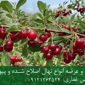 نهال آلبالو سیگانی پایه گزیلا 5 + ریشه قوی، رشد کنترل‌شده و باردهی بالا