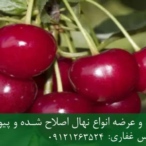 نهال آلبالو سیگانی پایه گزیلا 6 + نهال اصلاح شده و شناسنامه‌دار