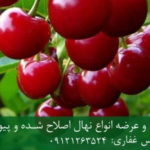 نهال آلبالو مجاری پایه رویشی + نهال اصلاح‌شده و شناسنامه‌دار
