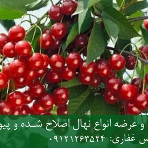 نهال آلبالو مجاری پایه ماکسیما + مناسب احداث باغ تجاری