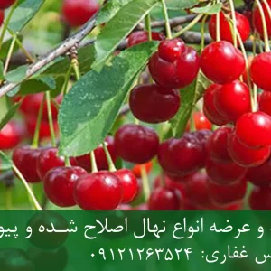 نهال آلبالو مجاری پایه گزیلا 5 + مناسب احداث باغ متراکم