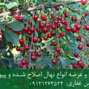 نهال آلبالو مجاری پایه گزیلا 6 + ریشه قوی، رشد متعادل و باردهی بالا