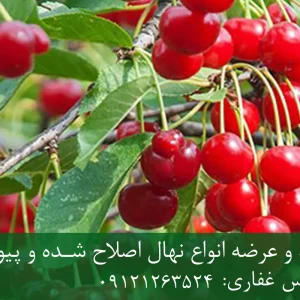 نهال آلبالو محلی پایه رویشی + مناسب احداث باغ تجاری