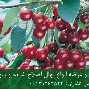 نهال آلبالو محلی پایه گزیلا 5 + مناسب احداث باغ متراکم
