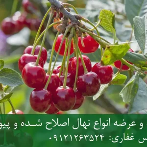 نهال آلبالو محلی پایه گزیلا 6 + مناسب احداث باغ تجاری