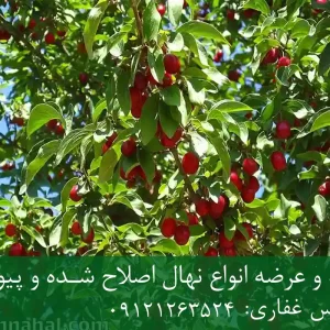 نهال آلبالو گیسی پایه رویشی + نهال اصلاح‌شده و شناسنامه‌دار