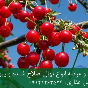 نهال آلبالو گیسی پایه ماکسیما + ریشه قوی، رشد یکنواخت و باردهی بالا