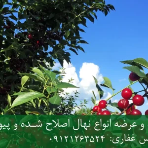نهال آلبالو گیسی پایه گزیلا 6 + نهال اصلاح شده و شناسنامه‌دار