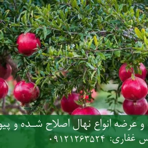 نهال انار اشکفتو پایه رویشی + مناسب احداث باغ تجاری