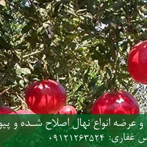 نهال انار بدون هسته پایه رویشی + مناسب احداث باغ تجاری