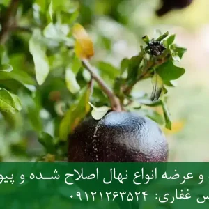 نهال انار دانه سیاه پایه رویشی + نهال اصلاح‌شده و شناسنامه‌دار