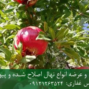 نهال انار ساوه پایه رویشی + مناسب احداث باغ تجاری