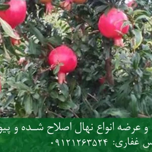 نهال انار قندهار پایه رویشی + نهال اصلاح‌شده و شناسنامه‌دار