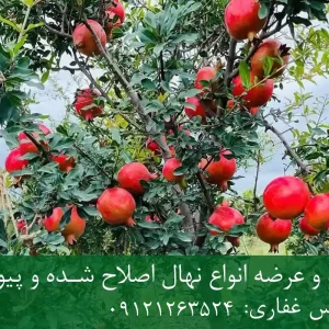 نهال انار ماریا پایه رویشی + نهال اصلاح‌شده و شناسنامه‌دار