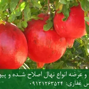 نهال انار ملس پایه رویشی + مناسب احداث باغ تجاری