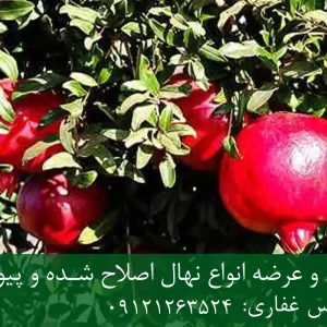نهال انار واندرفول پایه رویشی + نهال اصلاح‌شده و شناسنامه‌دار