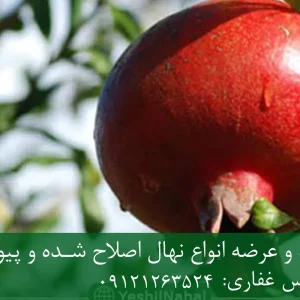 نهال انار ژله‌ای پایه رویشی + مناسب احداث باغ تجاری