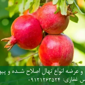 نهال انار گلوباریک یزد پایه رویشی + نهال اصلاح‌شده و شناسنامه‌دار
