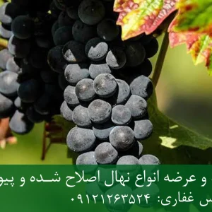 نهال انگور ازبک پایه رویشی + نهال اصلاح‌شده و شناسنامه‌دار