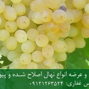 نهال انگور بی دانه سفید پایه رویشی + نهال اصلاح‌شده و شناسنامه‌دار