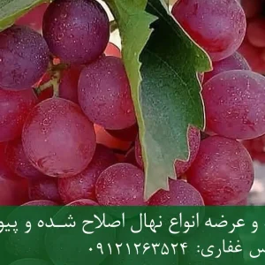 نهال انگور بی دانه قرمز پایه رویشی + نهال اصلاح‌شده و شناسنامه‌دار