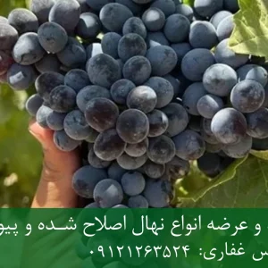 نهال انگور ترکمن پایه رویشی + نهال اصلاح‌شده و شناسنامه‌دار