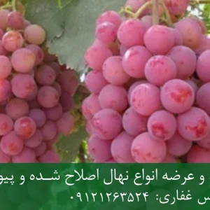 نهال انگور ردگلوب پایه رویشی + مناسب احداث تاکستان تجاری