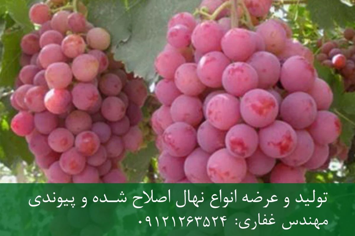 نهال انگور ردگلوب پایه رویشی + مناسب احداث تاکستان تجاری نهال انگور ردگلوب پایه رویشی + مناسب احداث تاکستان تجاری