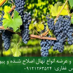 نهال انگور شانی پایه رویشی + نهال اصلاح‌شده و شناسنامه‌دار