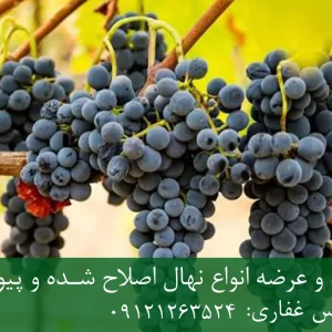 نهال انگور شاهانی پایه رویشی + نهال اصلاح‌شده و شناسنامه‌دار